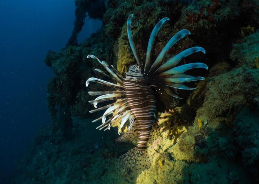 From Bejrutu: Wycieczka nurkowa