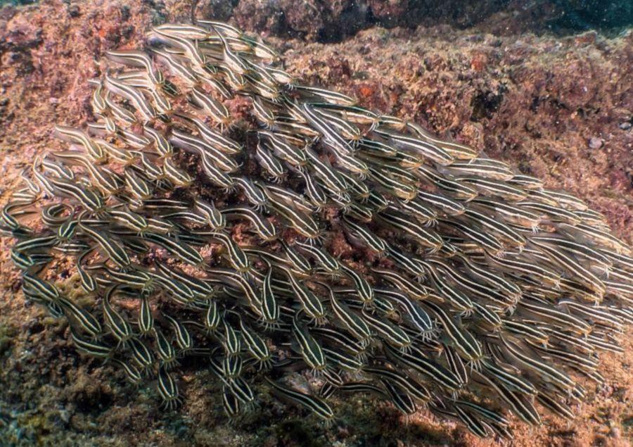 From Bejrutu: Wycieczka nurkowa