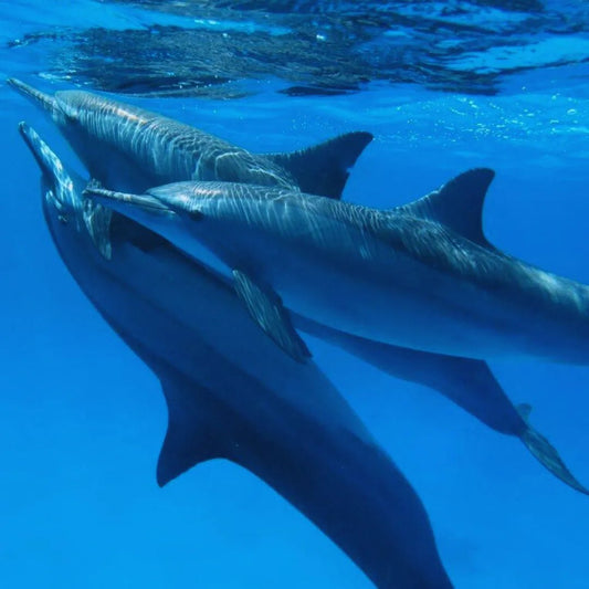 Hurghada: Tour di Osservazione dei Delfini e Snorkeling alla Dolphin House