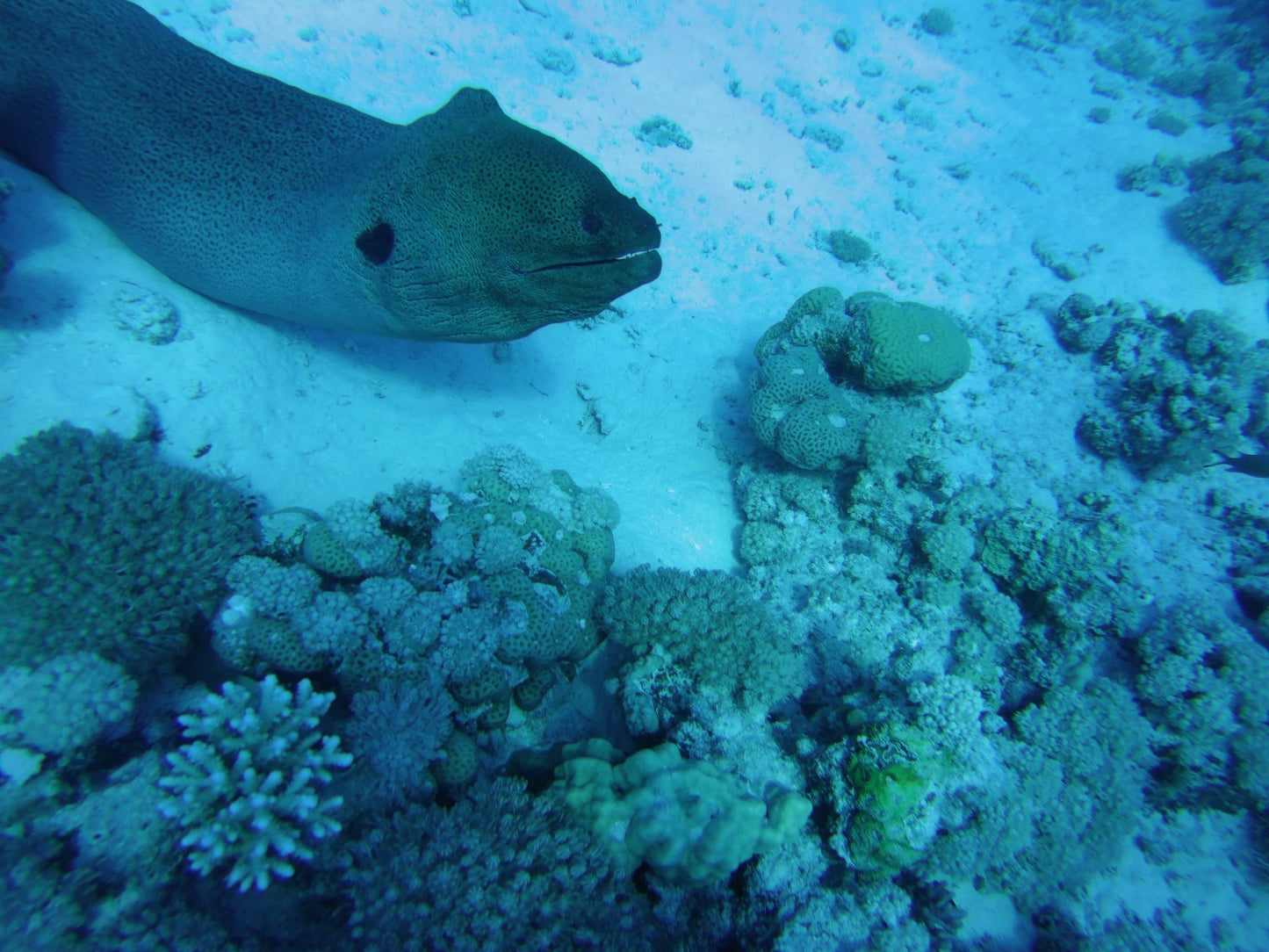 Marsa Alam: passeio de barco com mergulho com snorkel no Coral Garden com almoço