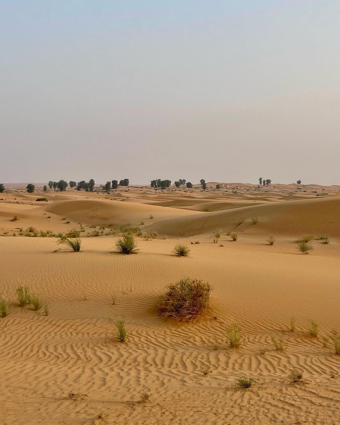 Dubai: Heritage Falconry and Nature Safari