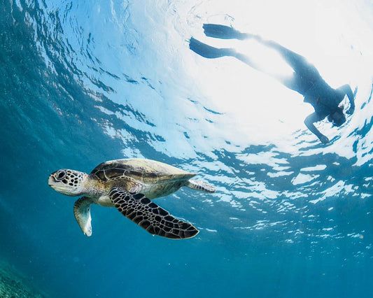 Muscat: Premium Snorkeling Trip to Daymaniyat Islands with BBQ Lunch