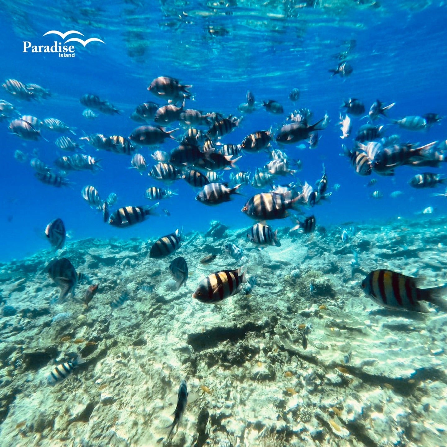 Hurghada: Crociera al tramonto a Paradise Island, snorkeling e pranzo