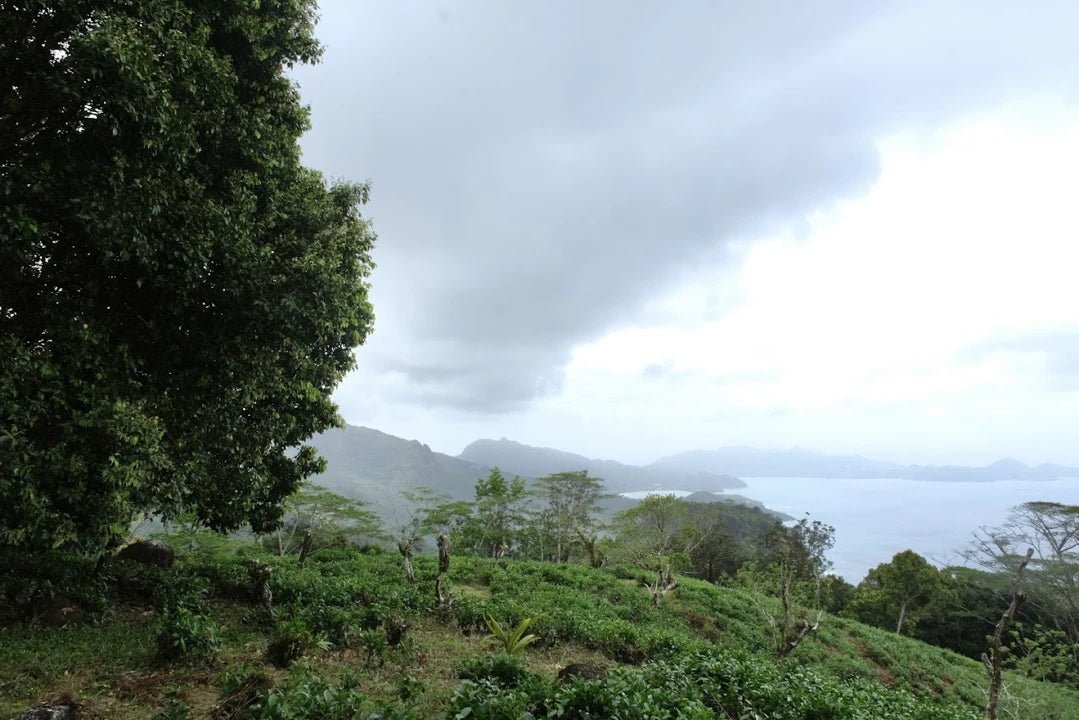 Mahé: Explore a Ilha de Mahé em uma excursão privada personalizada para pequenos grupos