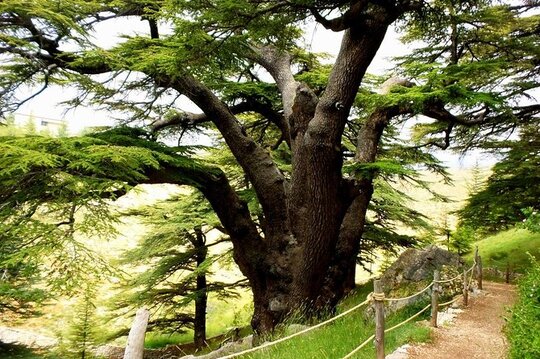 From Beirut: Bcharre, Qadisha Valley & Cedars Tour
