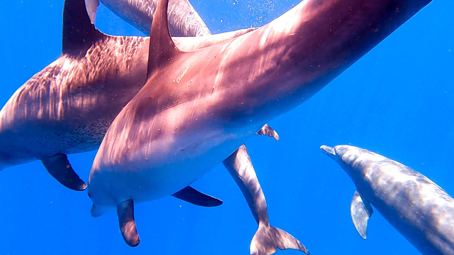 Hurghada: Mirage Private Boat Snorkeltur med lunsj og brus