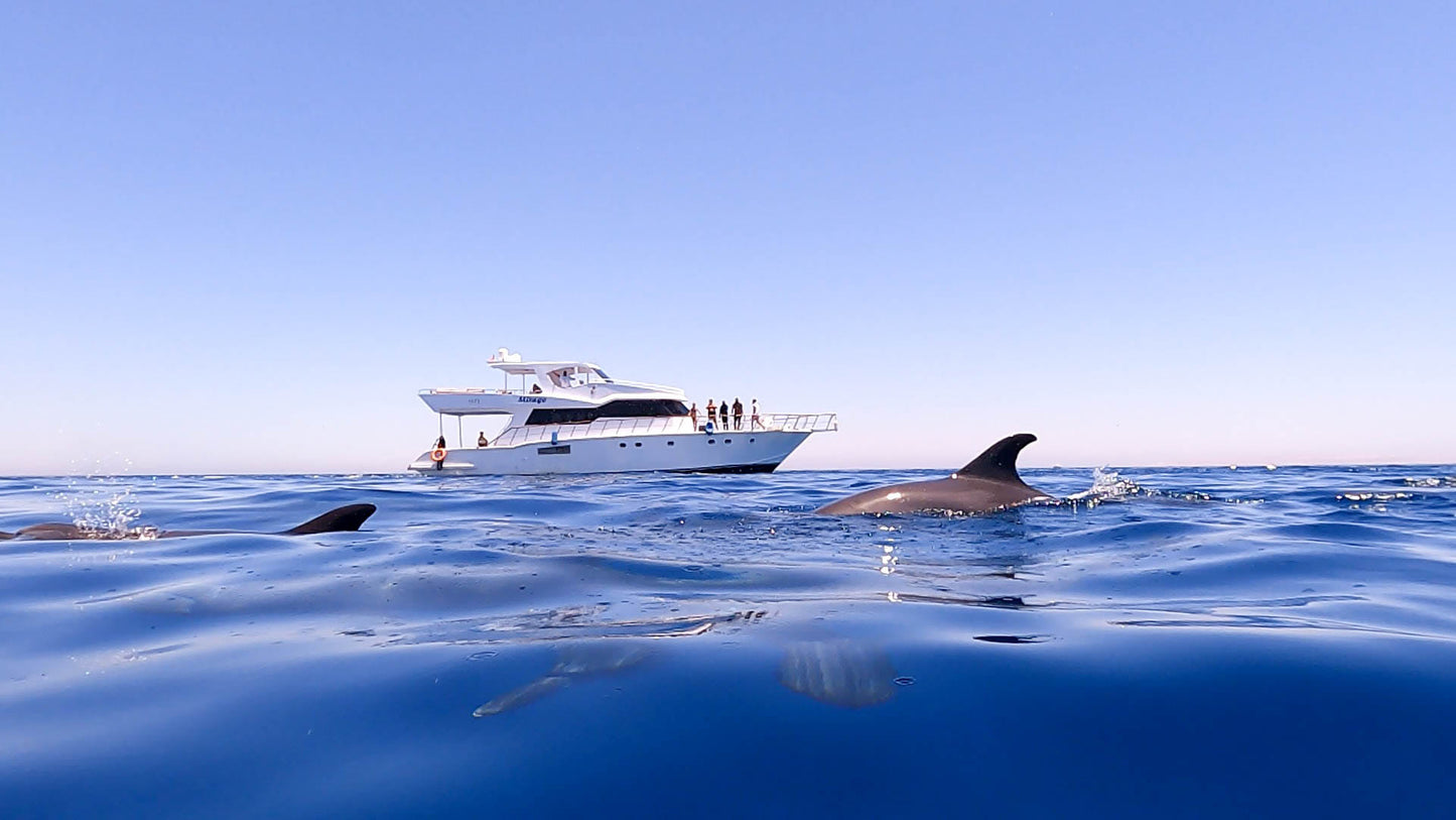 Hurghada: Mirage Private Boat Snorkeltur med lunsj og brus