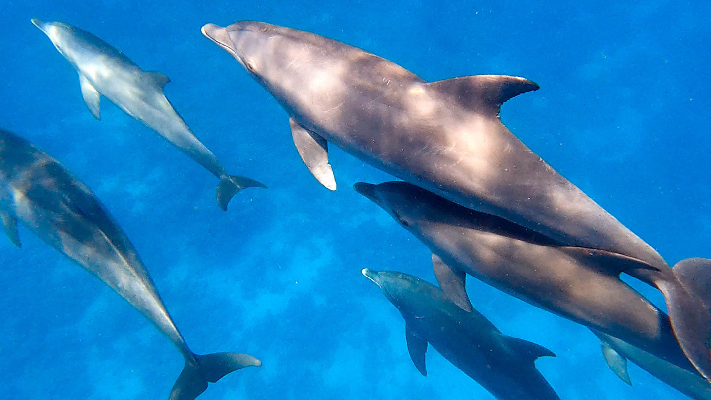 Hurghada: Mirage Private Boat Snorkeltur med lunsj og brus