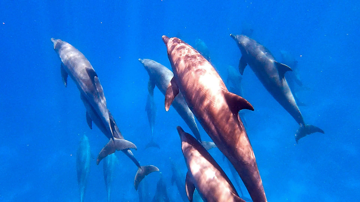 Hurghada: Mirage Private Boat Snorkeltur med lunsj og brus