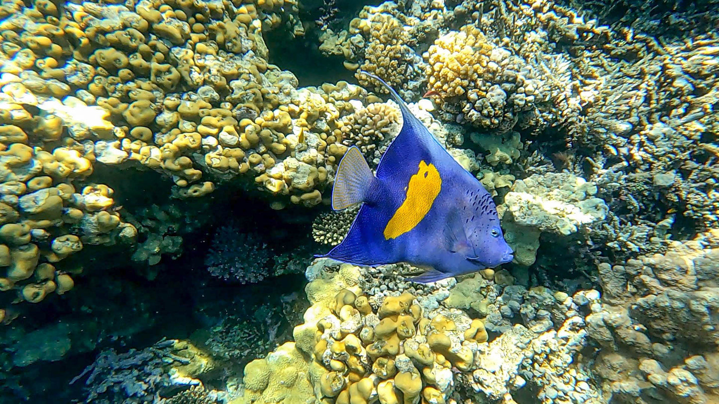 Hurghada: Mirage Private Boat Snorkeltur med lunsj og brus