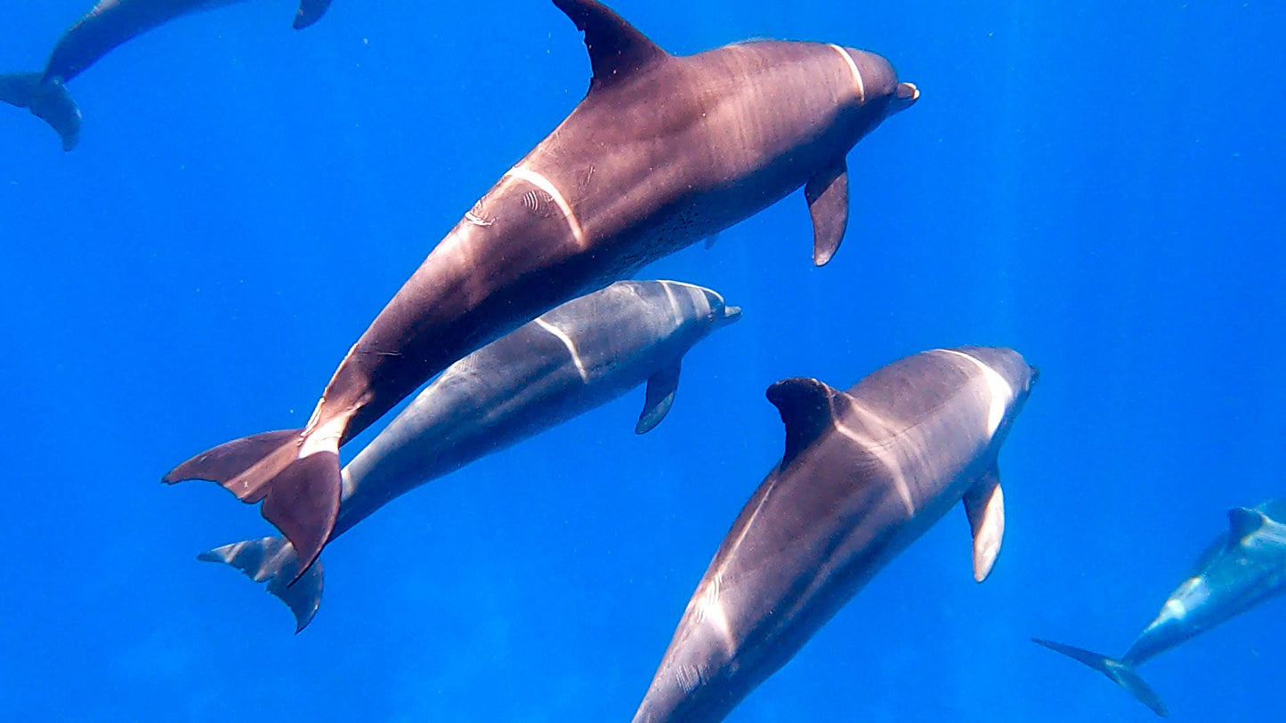 Hurghada: Mirage Private Boat Snorkeltur med lunsj og brus