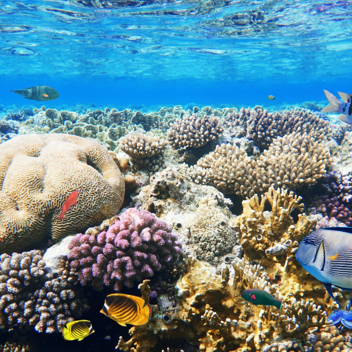 Marsa Alam: Öğle Yemeği ile Marsa Mübarek Şnorkelli Dalış Tekne Turu