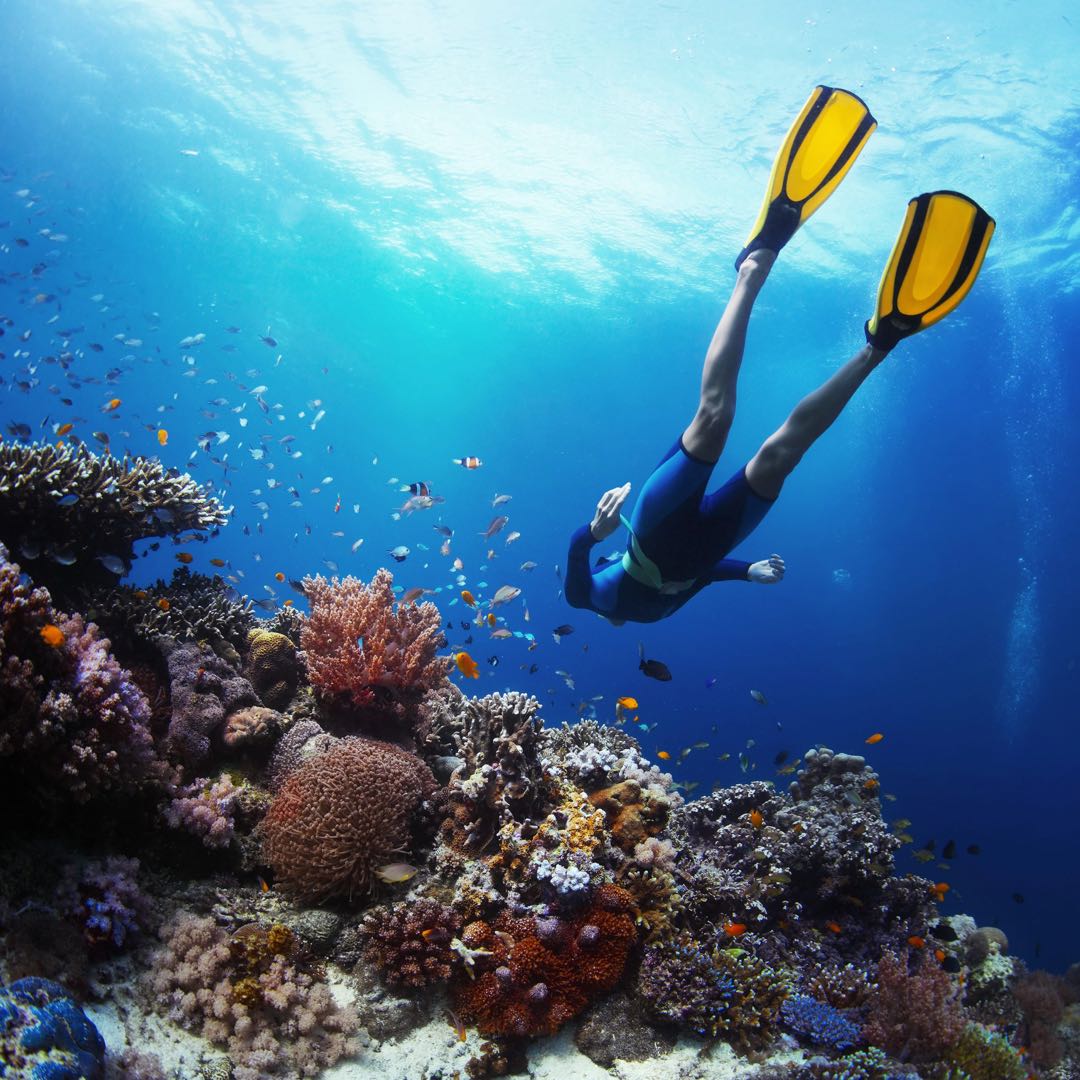 Marsa Alam: paseo en barco de snorkel en Samaday Dolphin House con almuerzo