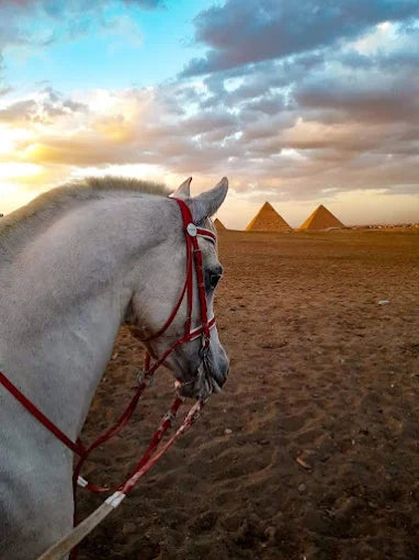 Kahire: Giza Piramitleri'nde Ata binmeyi deneyimleyin