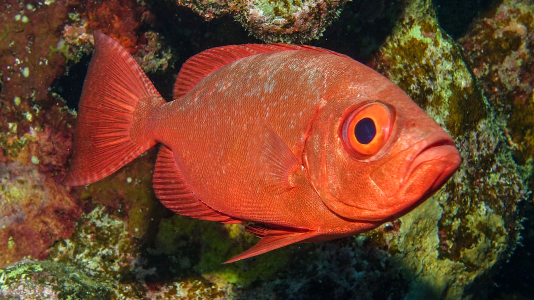 Marsa Alam: Öğle Yemeği ile Marsa Mübarek Şnorkelli Dalış Tekne Turu