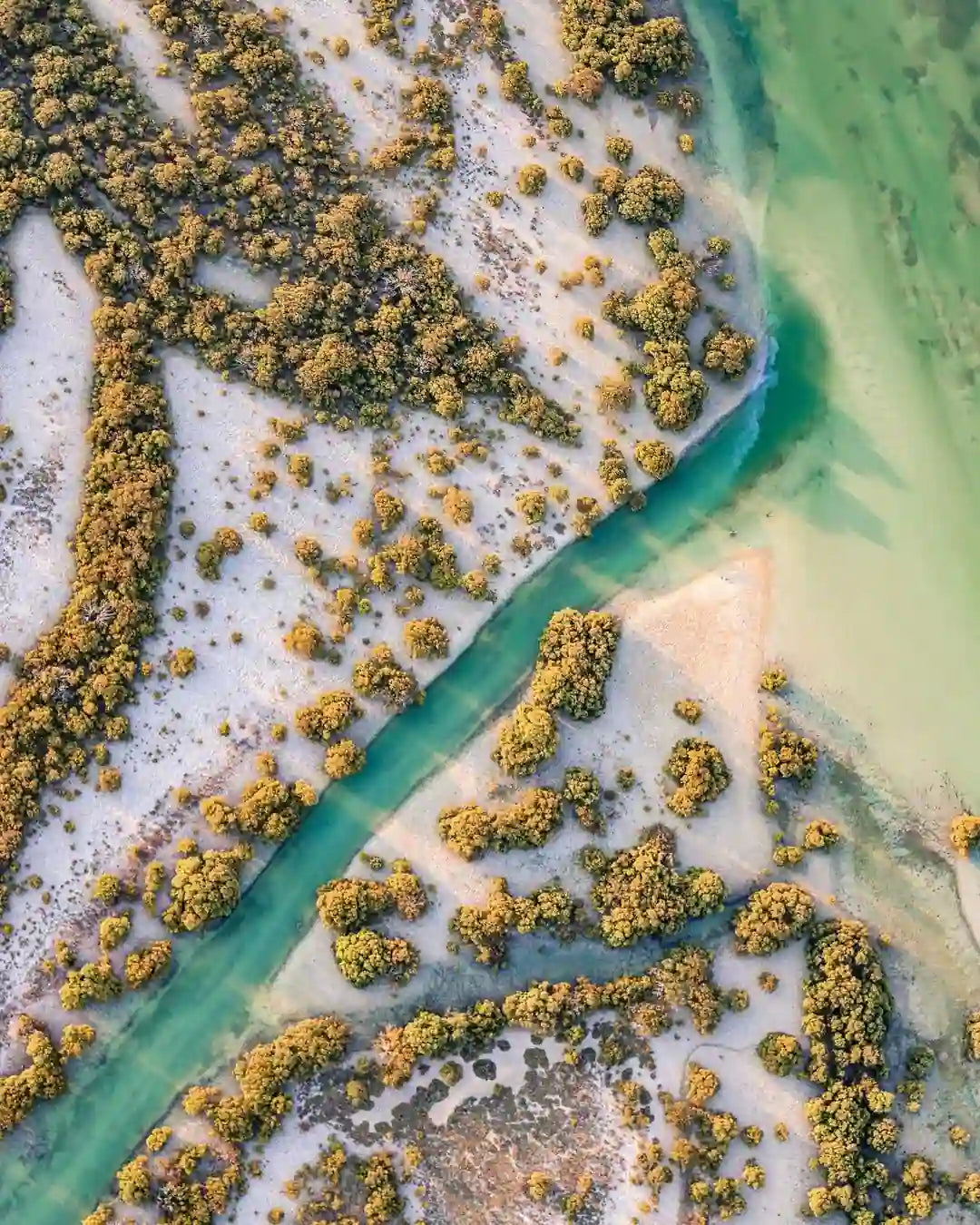 Doha: Mangrov Ormanı Üzerinde Uçuş Turu