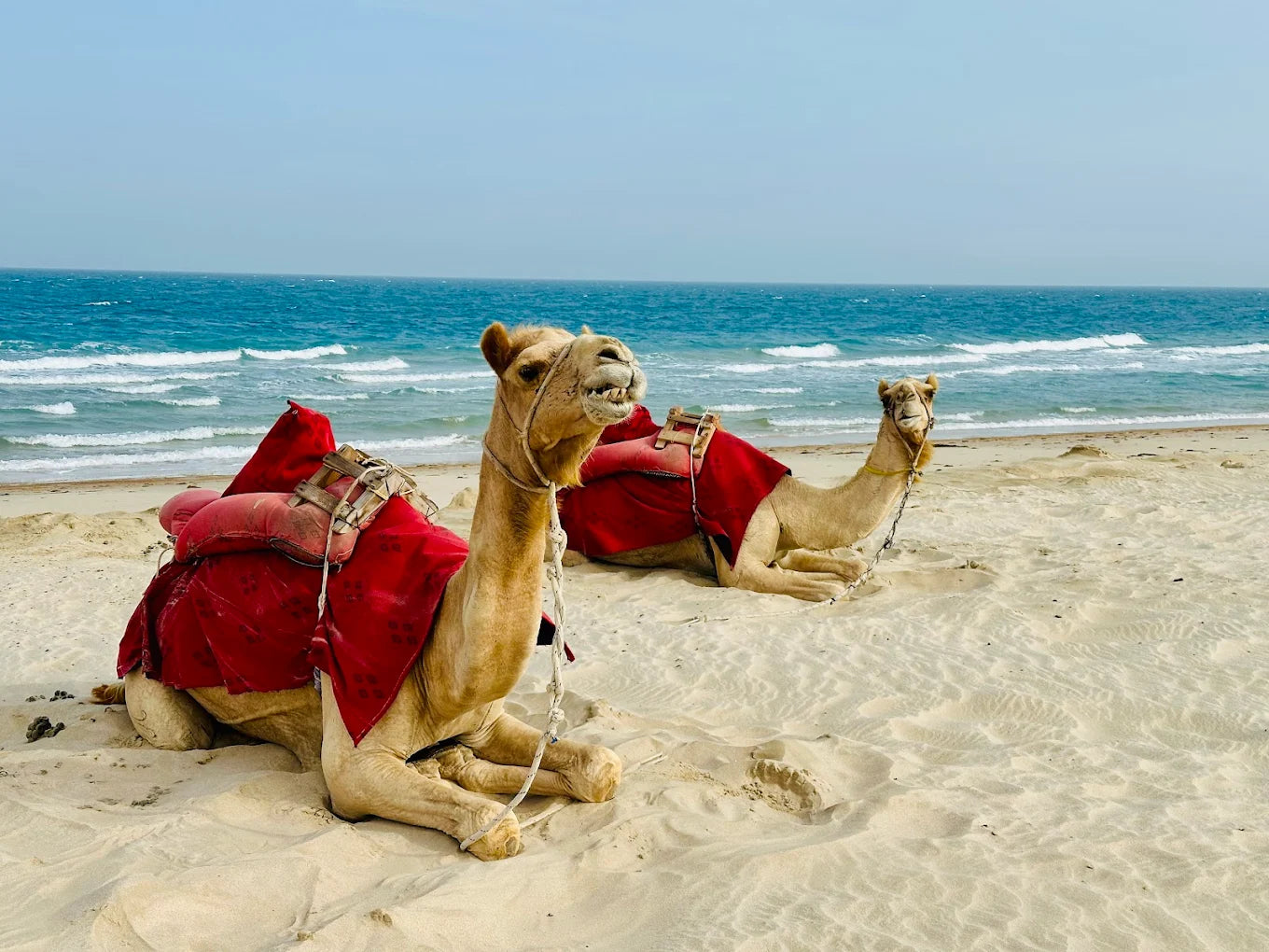 Doha: experiência noturna de acampamento no deserto com jantar de churrasco e observação de estrelas