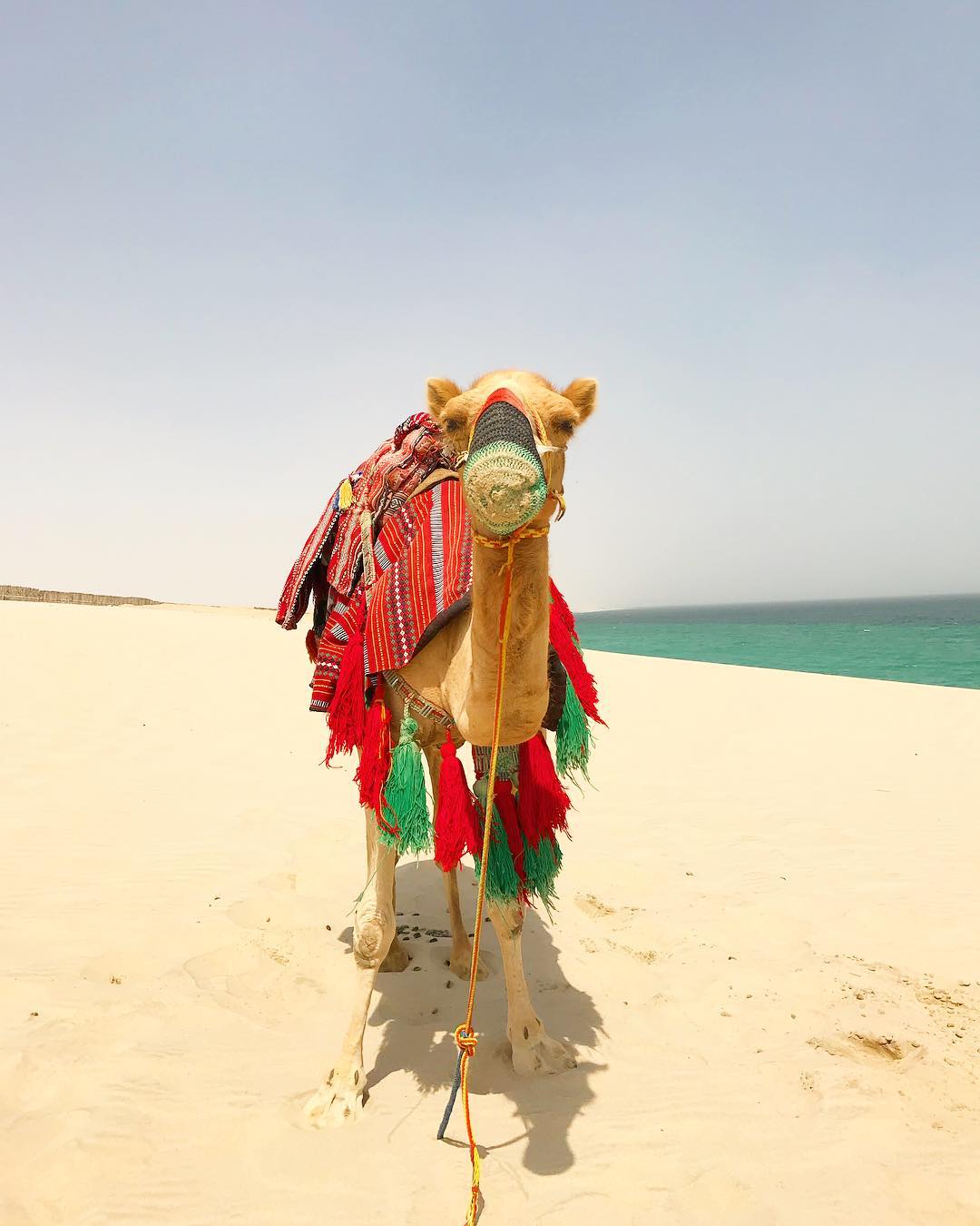 Doha: experiência noturna de acampamento no deserto com jantar de churrasco e observação de estrelas