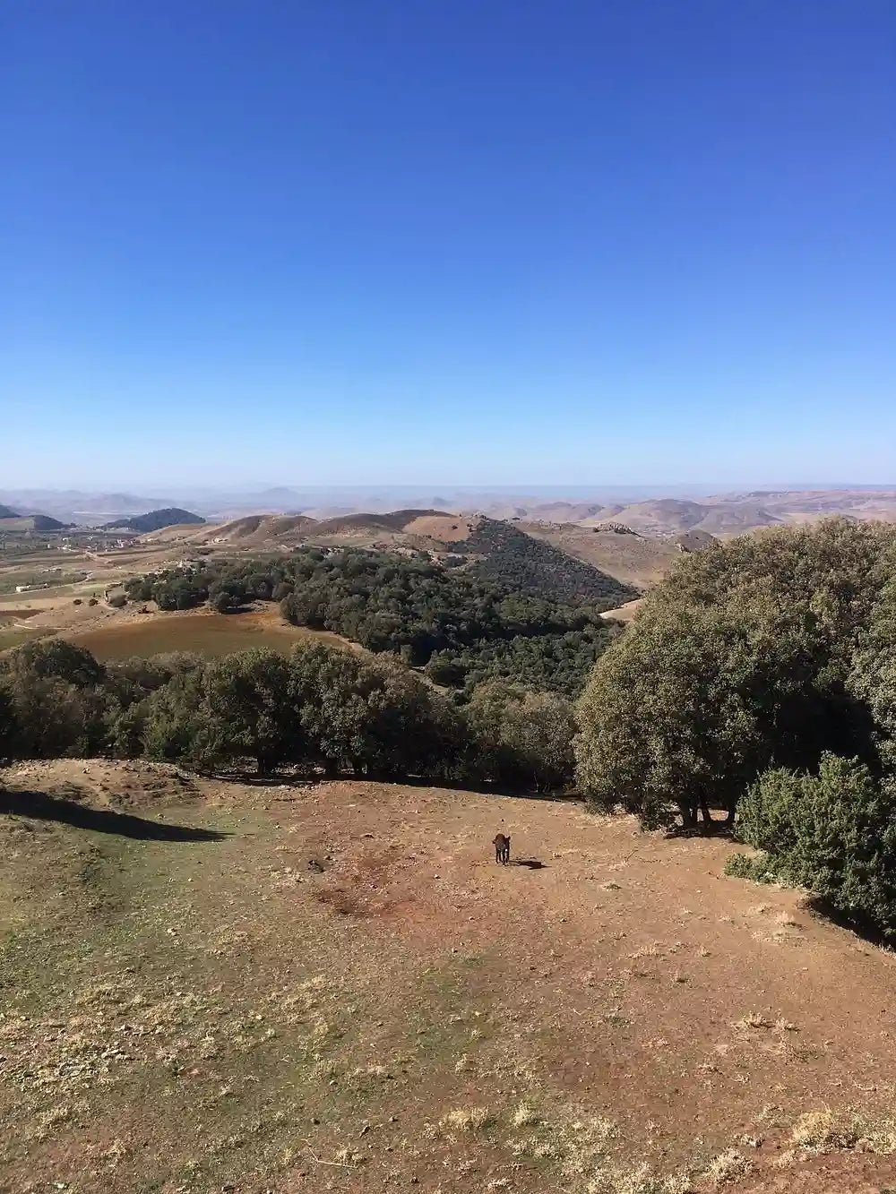 Fez: Middle Atlas, Ifrane and Azrou Day Trip