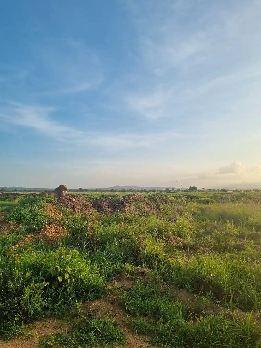 From Dar es Salaam : excursion safari de 2 jours au parc national de Mikumi