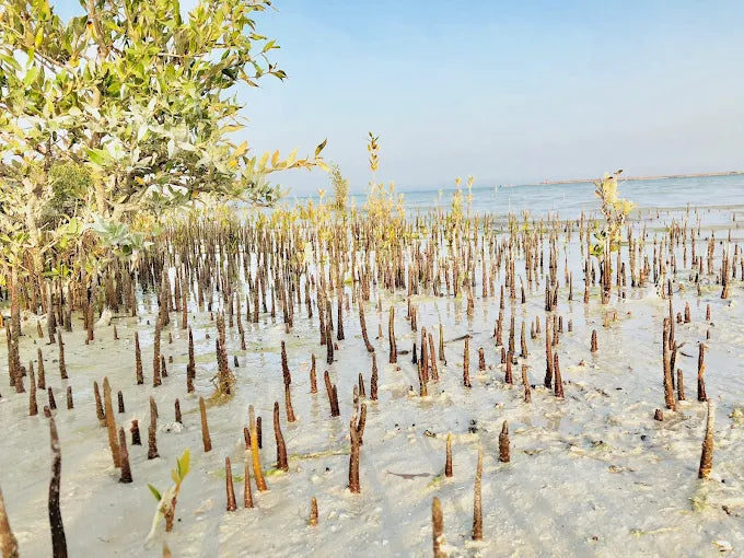 Från Doha: Kajaktur i mangroveskogen Al Thakira