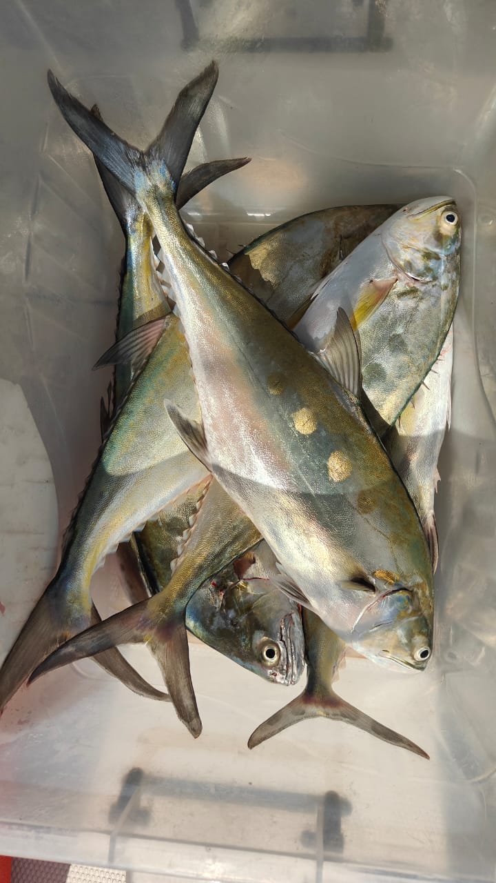 Dubaï : Expérience de Pêche en Haute Mer