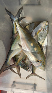 Dubai: Deep Sea Fishing Trip Experience