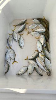 Dubai: Deep Sea Fishing Trip Experience