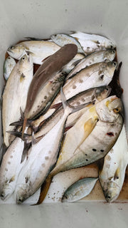 Dubai: Deep Sea Fishing Trip Experience