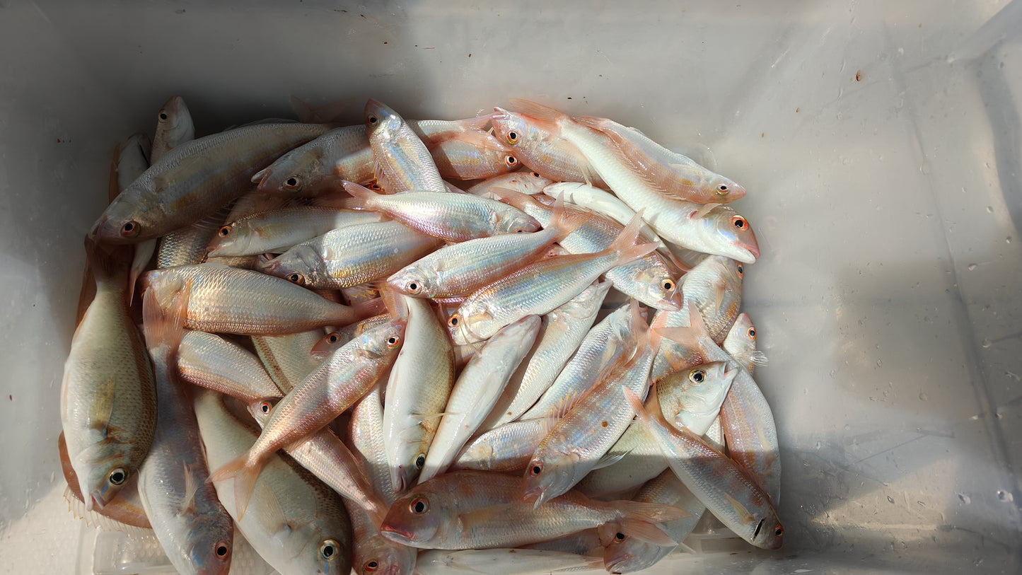 Dubaï : Expérience de Pêche en Haute Mer