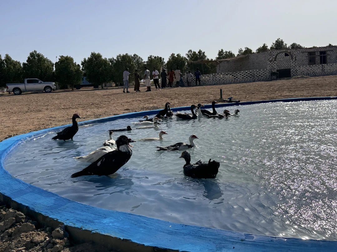 Hurghada: Stargazing Desert Trip by 4x4 Jeep & Dinner