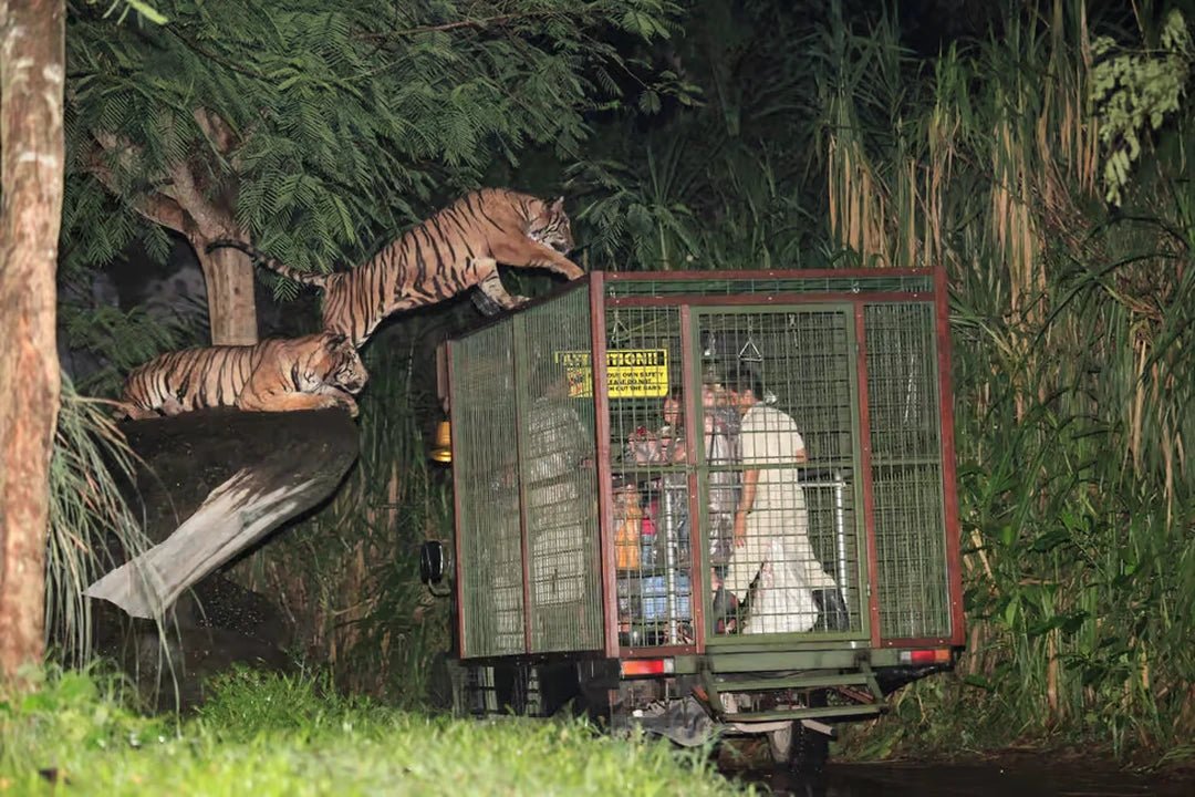 Bali: Private Guided Return Transfer for Night Safari