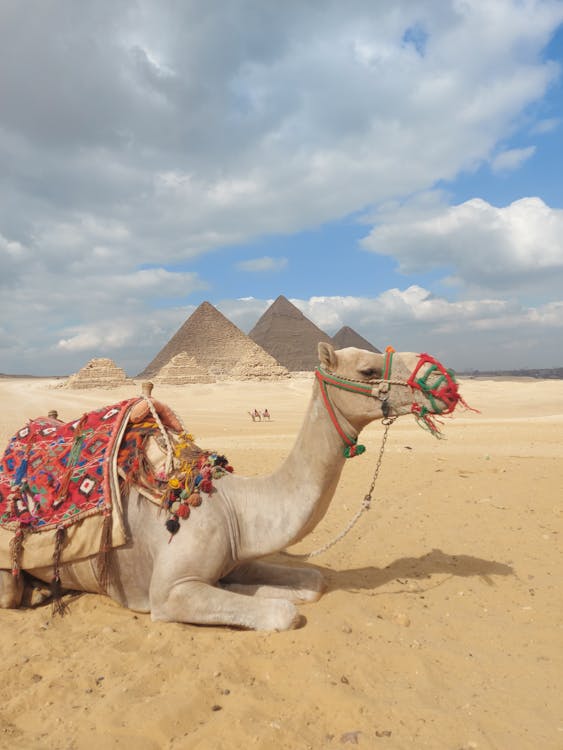 Cairo: Private Guided Pyramids of Giza and The Grand Egyptian Museum Full - Day Tour