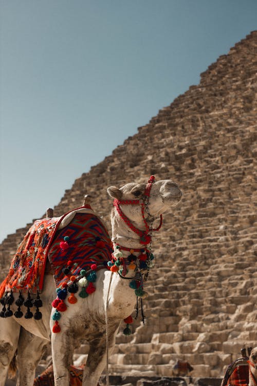 Cairo: Private Half - Day Pyramids of Giza and The Sphinx Tour