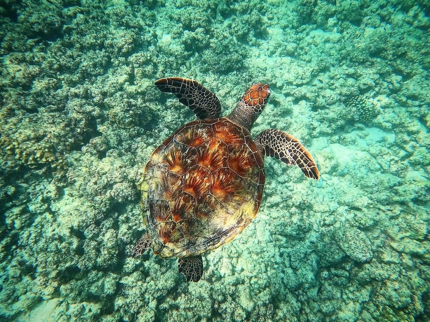 Muscat: Dimaniyat Island Snorkeling Trip with Lunch
