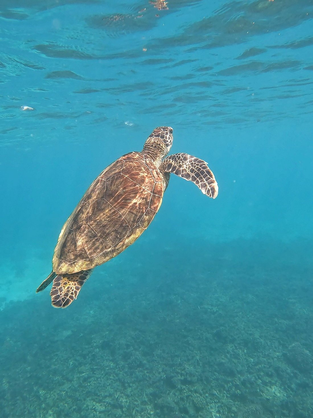 Muscat: Dimaniyat Island Snorkeling Trip with Lunch