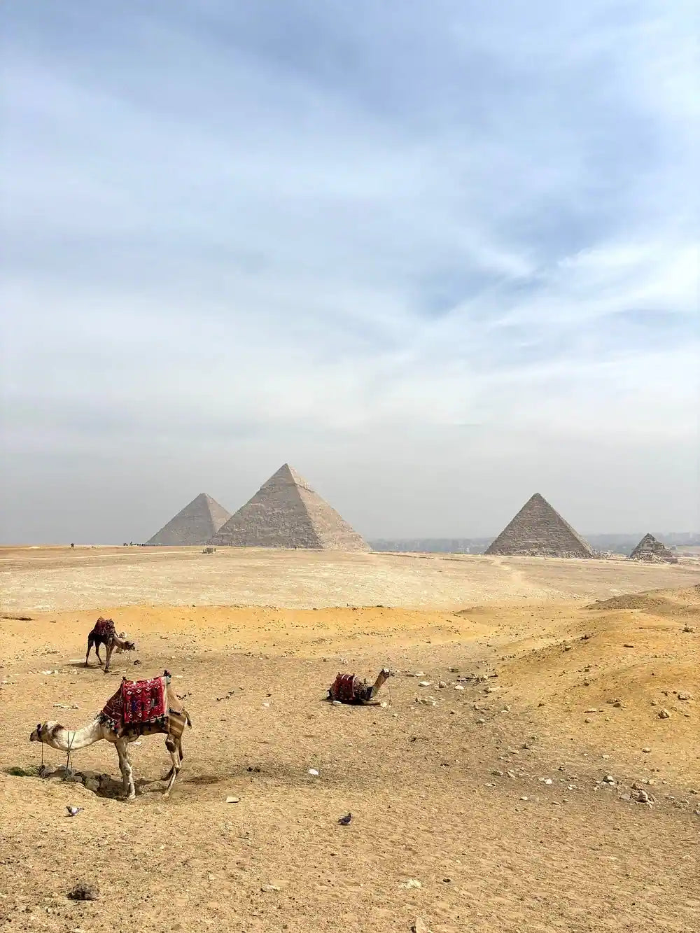 开罗:吉萨金字塔和狮身人面像半日游