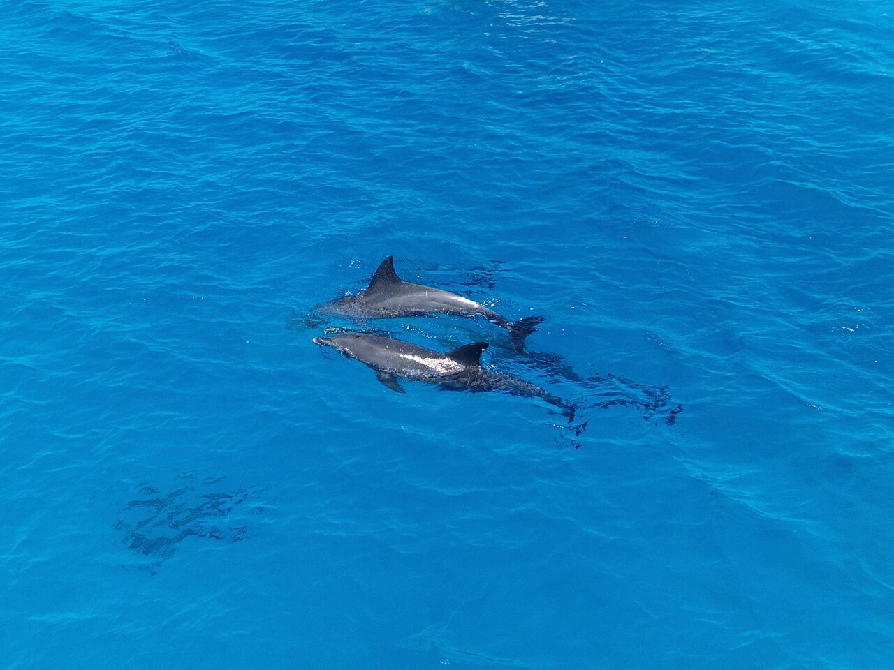 From El Gouna : Excursion avec les dauphins et snorkeling