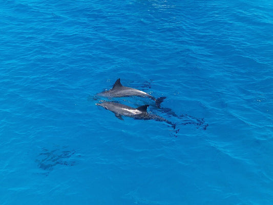 From El Gouna: Dolphin Tour with Snorkeling