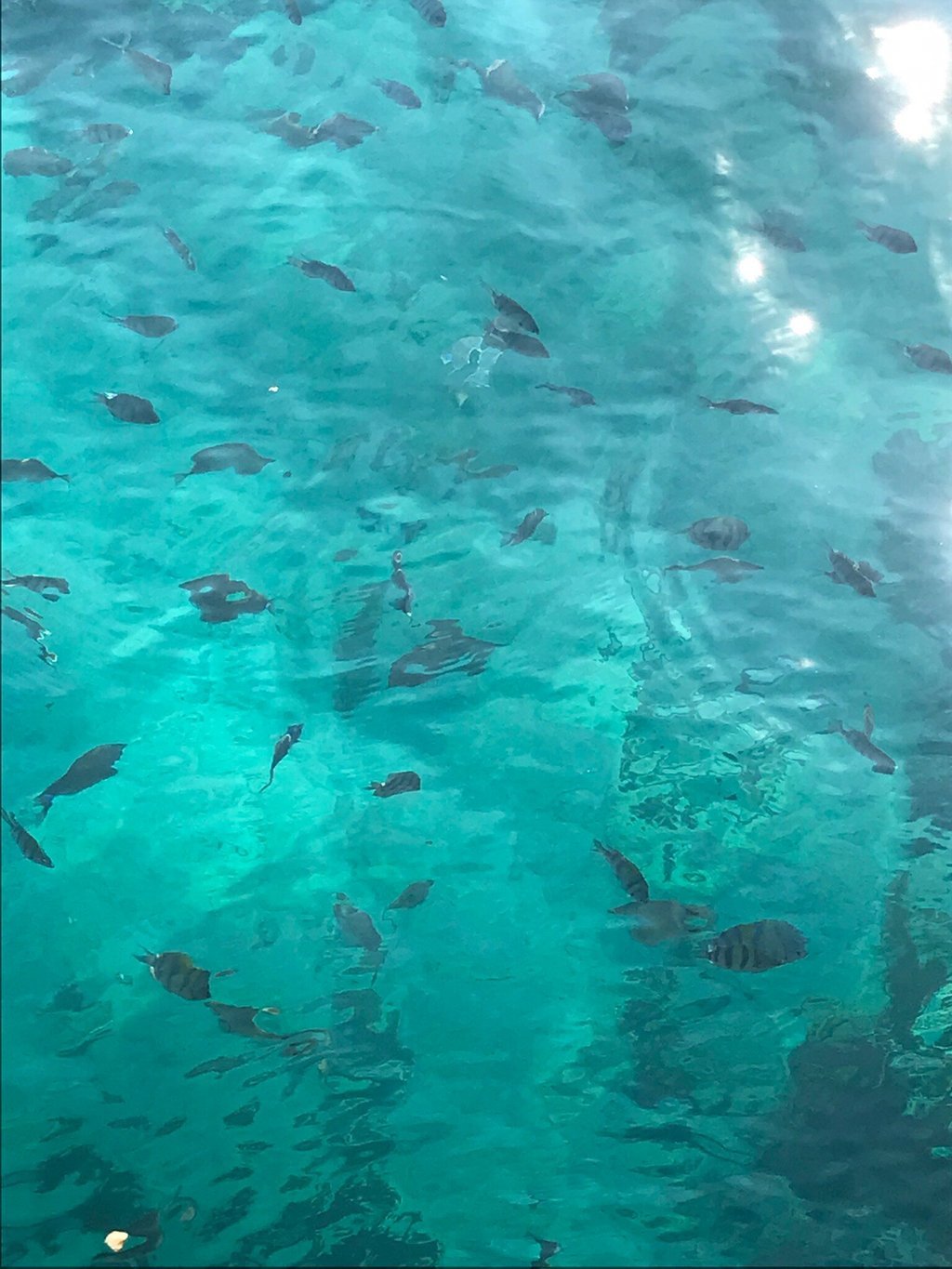 From El Gouna : Excursion avec les dauphins et snorkeling