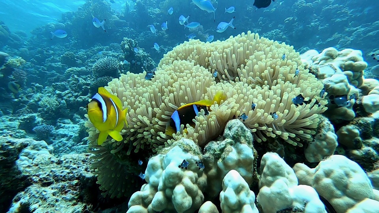 Hurghada: Dolphin House-Tour mit Schnorcheln und Bananenbootfahrt