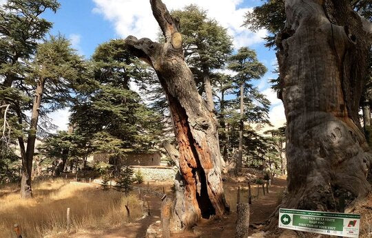 From Beirut: Bcharre, Qadisha Valley & Cedars Tour