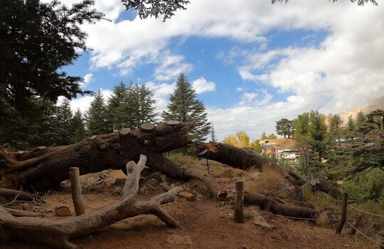 From Beirut: Bcharre, Qadisha Valley & Cedars Tour