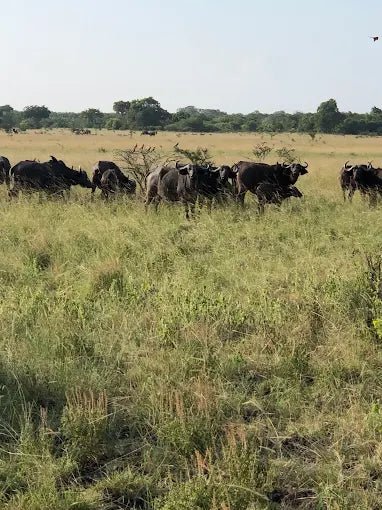 Dar es Salaam: 4 - Days Private Bagamoyo and Saadani Safari with Beach and Wildlife Tour