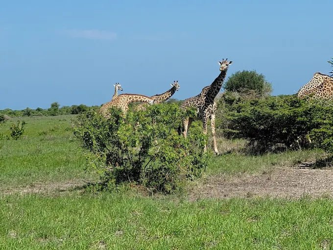 Dar es Salaam: 4 - Days Private Bagamoyo and Saadani Safari with Beach and Wildlife Tour