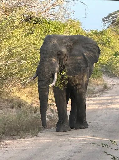 Dar es Salaam: 4 - Days Private Bagamoyo and Saadani Safari with Beach and Wildlife Tour