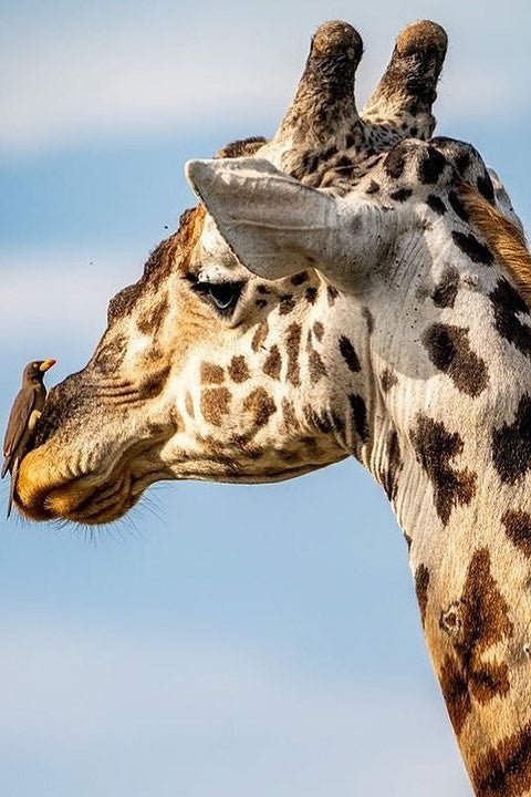 Dar es Salaam: 4 - Days Private Bagamoyo and Saadani Safari with Beach and Wildlife Tour
