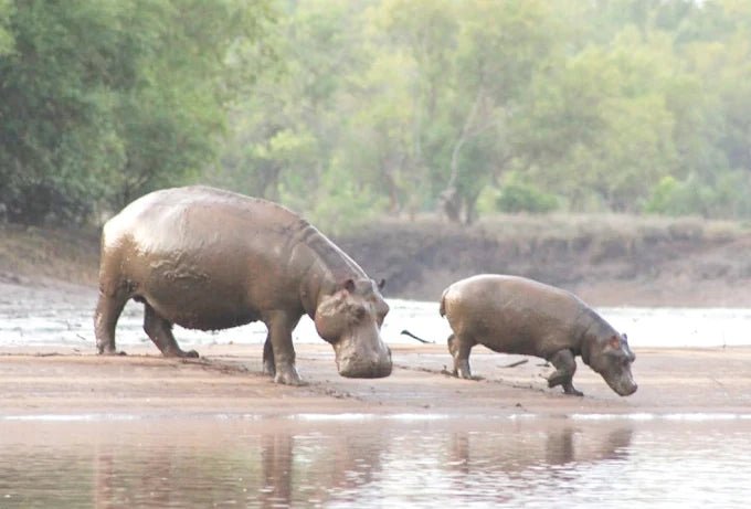 Dar es Salaam: 4 - Days Private Bagamoyo and Saadani Safari with Beach and Wildlife Tour