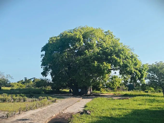 Dar es Salaam: 4 - Days Private Bagamoyo and Saadani Safari with Beach and Wildlife Tour