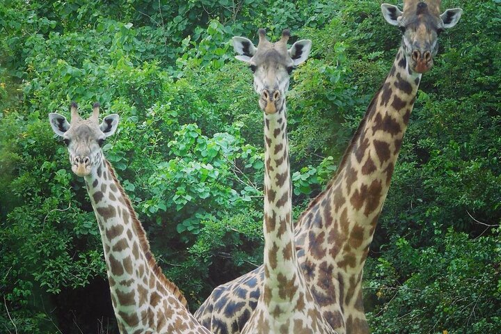 Dar es Salaam: 4 - Days Private Bagamoyo and Saadani Safari with Beach and Wildlife Tour